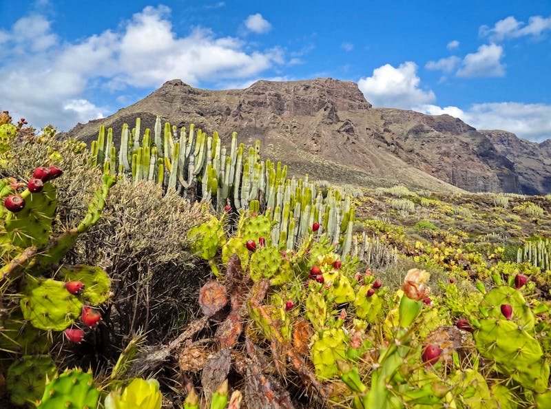 Wanderung im Teno-Gebirge auf Teneriffa - ©©MARALD - stock.adobe.com
