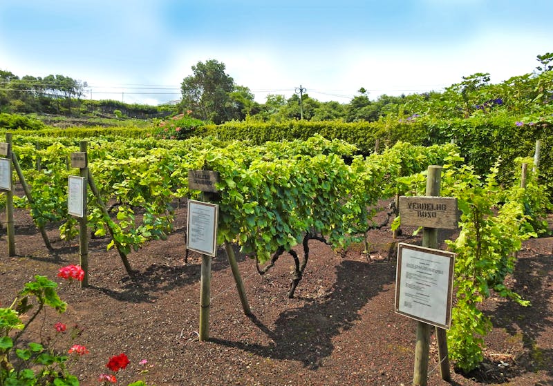 Weinanbau auf der Azoren-Insel Terceira - ©Eberhardt TRAVEL - Sabine Letzybyll