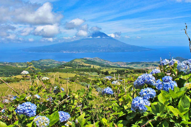 Hortensien auf der Azoren-Insel Faial - ©Eberhardt TRAVEL - Isabel Braksiek