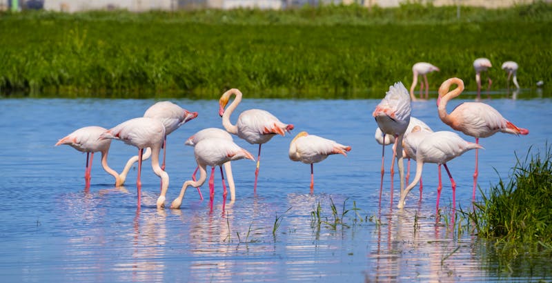 Flamingos im Süden Sardiniens - ©©ivan canavera - stock.adobe.com