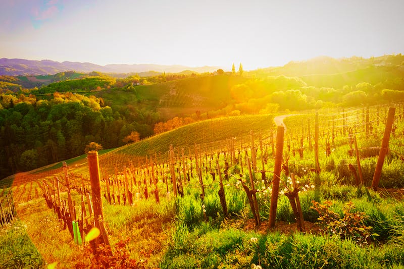 Weinanbau in Slowenien - ©Roman Babakin - Adobe Stock