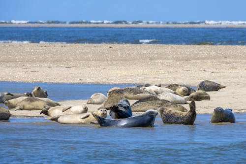 Seehunde an der Nordsee &ndash; &copy; ROLAND T. FRANK - stock.adobe.com