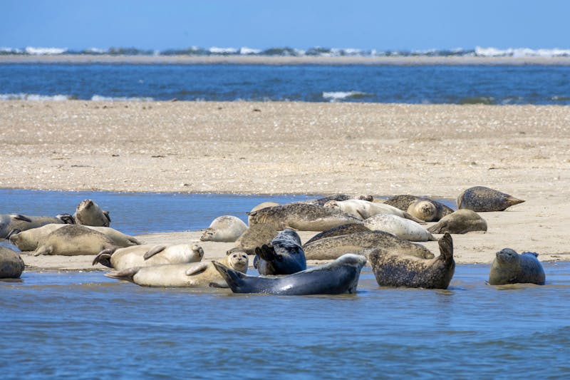 Seehunde an der Nordsee - ©ROLAND T. FRANK - stock.adobe.com