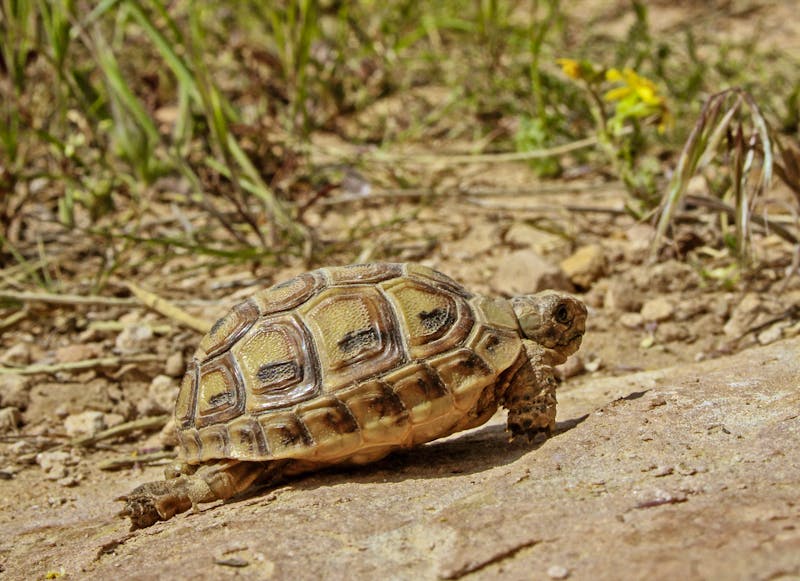 Schildkröte im Biosphärenreservat Dana in Jordanien - ©©Johannes - stock.adobe.com