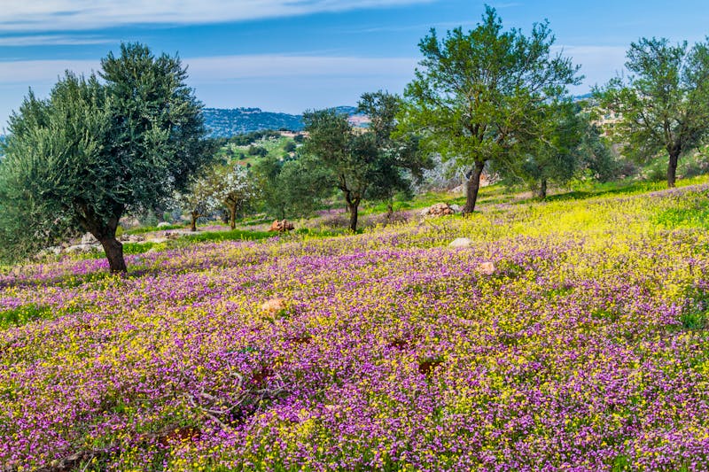 Wanderung im Naturreservat Ajloun - Olivenbäume - ©©Matyas Rehak - stock.adobe.com