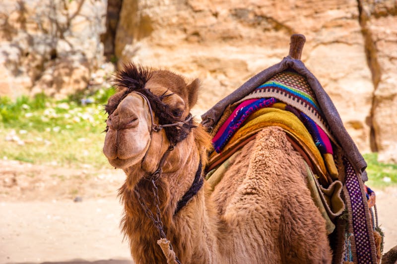 Kamel bei Little Petra in Jordanien - ©Georgios Tsichlis - Adobe Stock