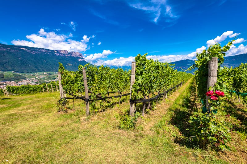 Weinberg in Südtirol - ©WWW.FOTOSTYLE-SCHINDLER.DE - Adobe Stockphoto