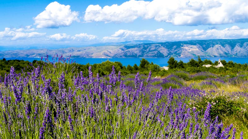 Lavendel-Feld in Kroatien mit blauer Adria - &copy;Kristoffer - stock.adobe.com