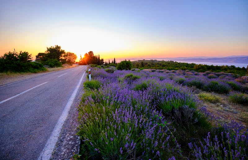 Entlang von Lavendel-Feldern zurück zum Hotel - &copy;Rostislav Sedlacek - Adobe Stockphoto