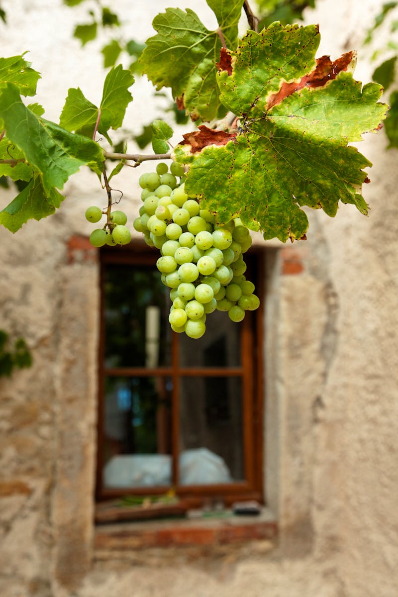 Weinrebe in Labin - ©Herby Meseritsch - Adobe Stockphoto