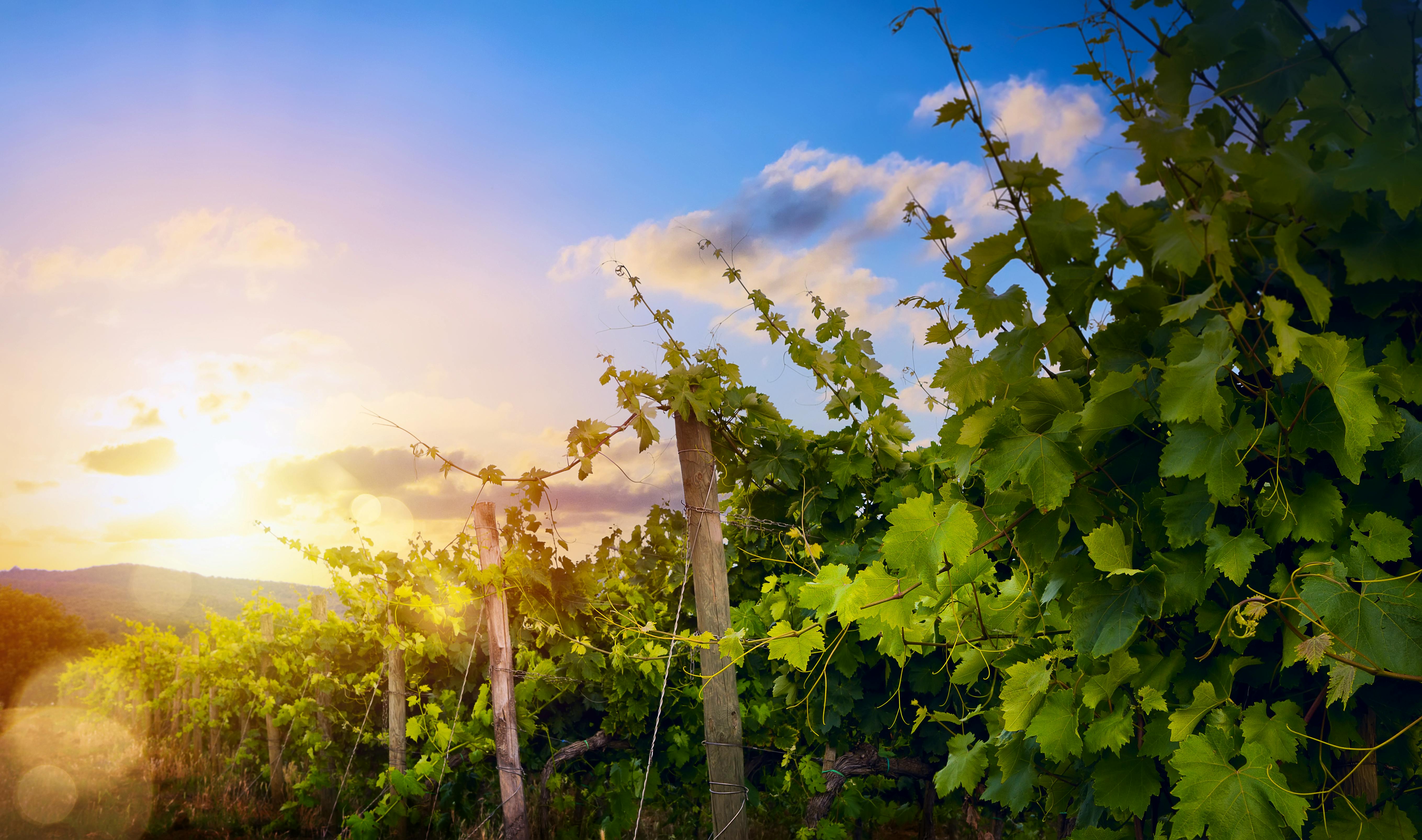 Weinfeld in Kroatien - &copy;Konstiantyn - stock.adobe.com