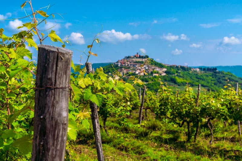 Weinfeld in Kroatien - ©alan - stock.adobe.com