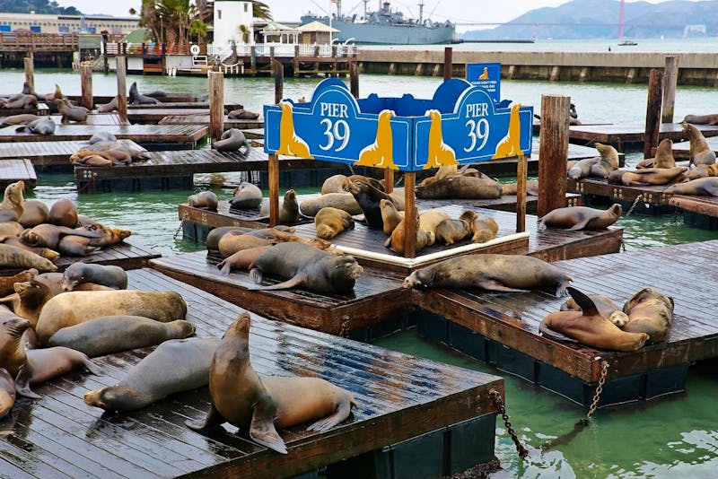 Seelöwen am Pier 39 in San Francisco - ©Eberhardt TRAVEL - Lars Dittrich