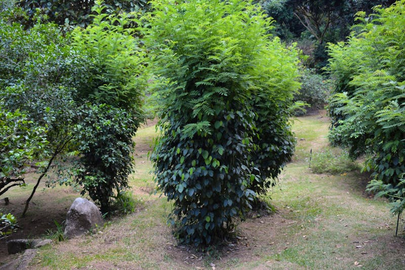 Pfefferpflanzen im Jardin du Roi - ©Franziska Barthel
