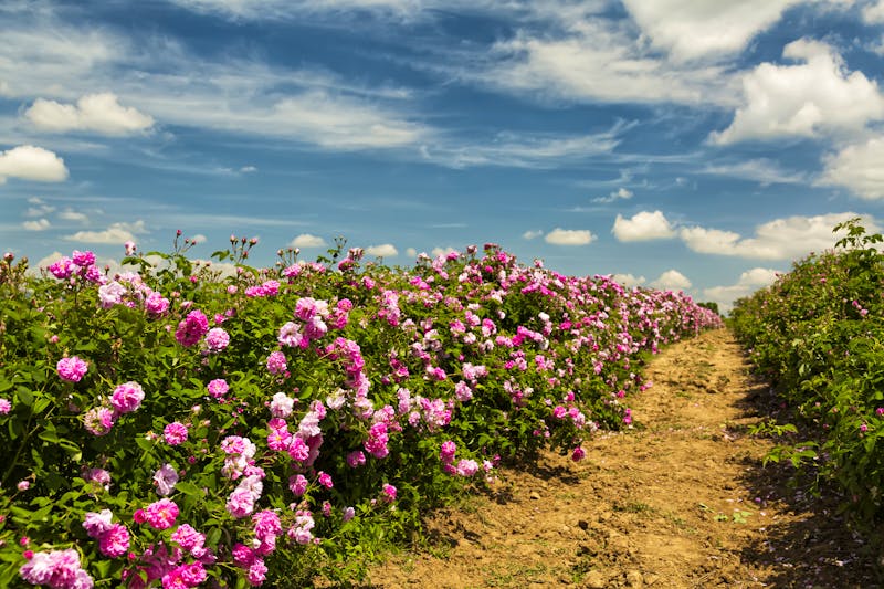Rosenplantage - ©AlbenaIvanovaPhotography