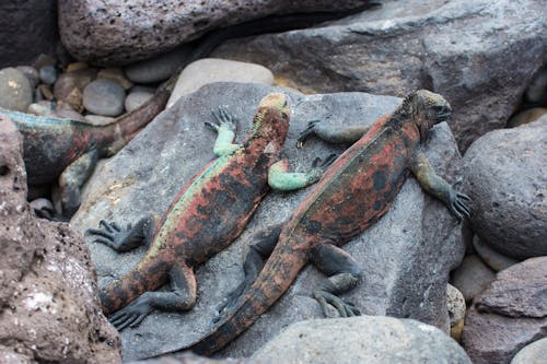 Leguane auf der Insel Floreana &ndash; &copy; © sue sharp