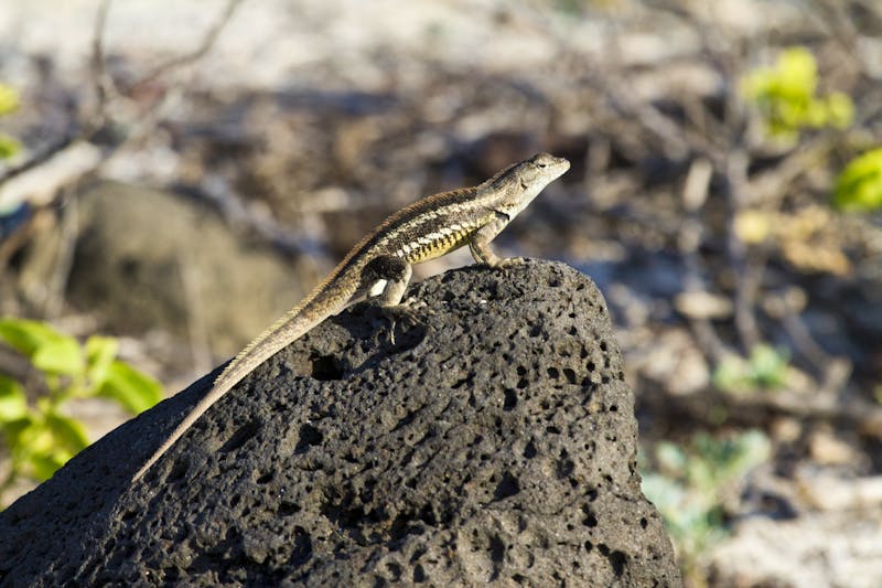 San Cristobal La Loberia - &copy;© Diane Johnson / DanitaDelimont.com