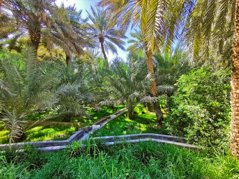 Palmengärten von Al Ain - ©Eberhardt TRAVEL - Simone Willner