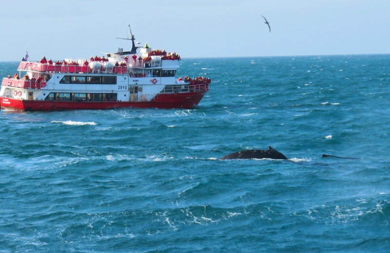 Walbeobachtung bei Reykjavik - ©Eberhardt TRAVEL - Julia Doppke