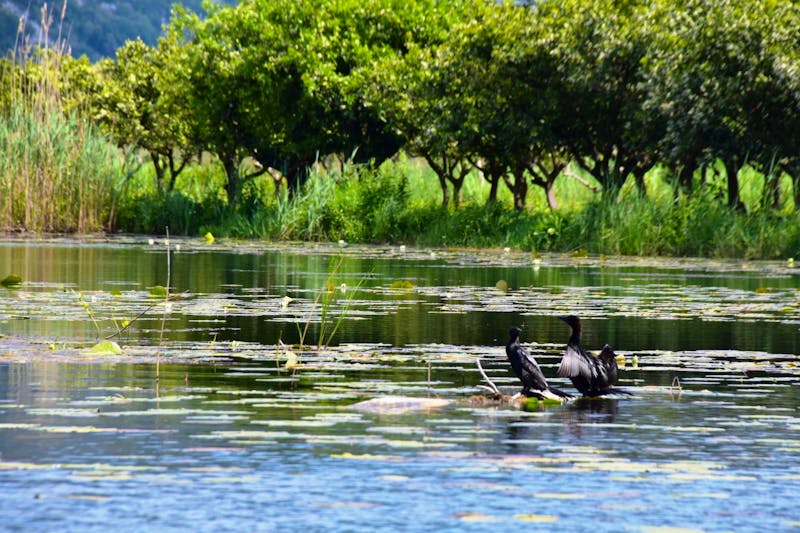 Bootsfahrt im Neretva-Delta - Kormorane - ©Eberhardt TRAVEL - Konrad Füssel
