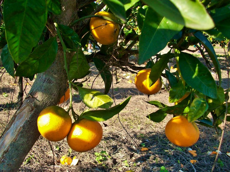 Mandarinenernte im Neretva-Delta - ©Eberhardt TRAVEL - Steffen Mucke