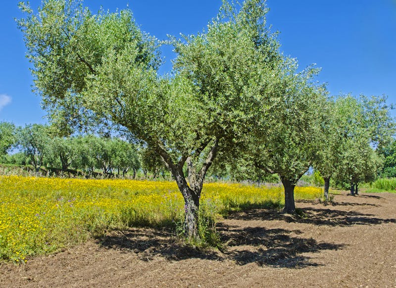 Olivenbäume in Kalabrien - ©Daniel Schidlowski - Adobe Stock