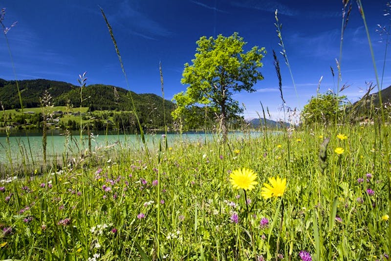 Weissensee - Wiese - ©Stefan Valthe - Hotel Weissensee