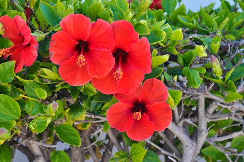 Hibiskusblüte auf Lanzarote &ndash; &copy; Karsten Thiele - stock.adobe.com