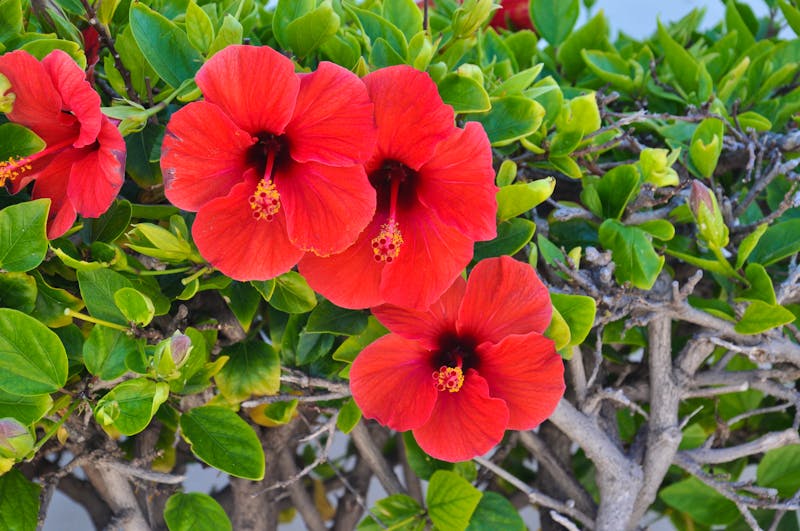 Hibiskusblüte auf Lanzarote - ©Karsten Thiele - stock.adobe.com