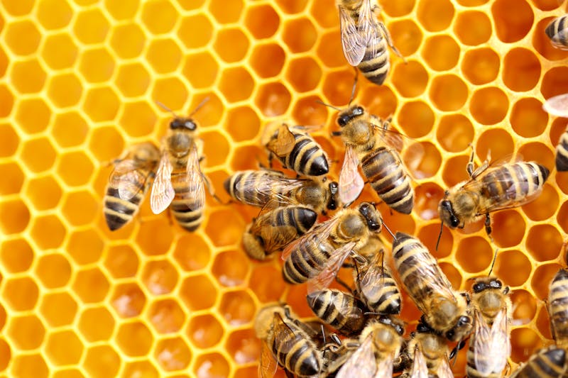 Bienen beim Honigsammeln - ©©rupbilder - stock.adobe.com