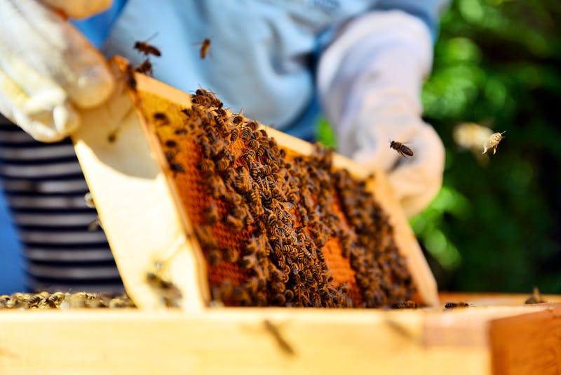 Bienen und Imker - ©Sushaaa - stock.adobe.com