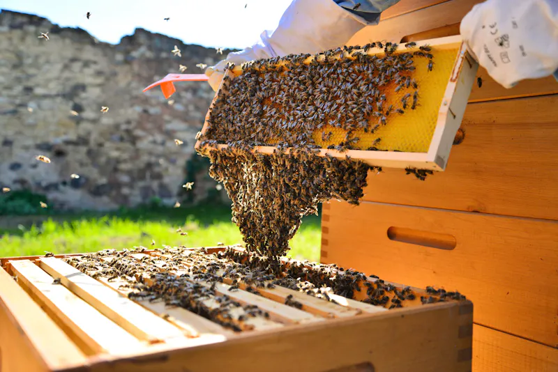Bienen und Imker - &copy;Adobe Stockphoto