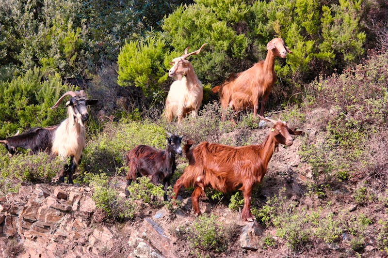 Ziegen beim Wandern in Kalabrien - ©©Antonio - stock.adobe.com