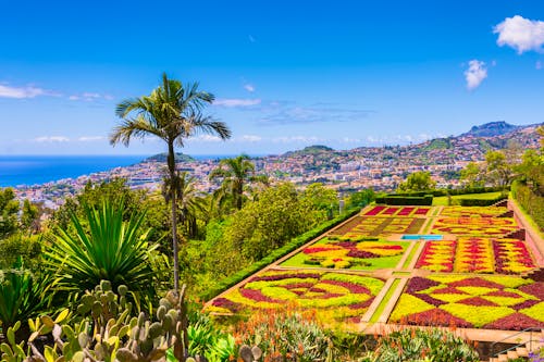 Botanischer Garten in Funchal - Madeira &ndash; &copy; ©boivinnicolas - stock.adobe.com