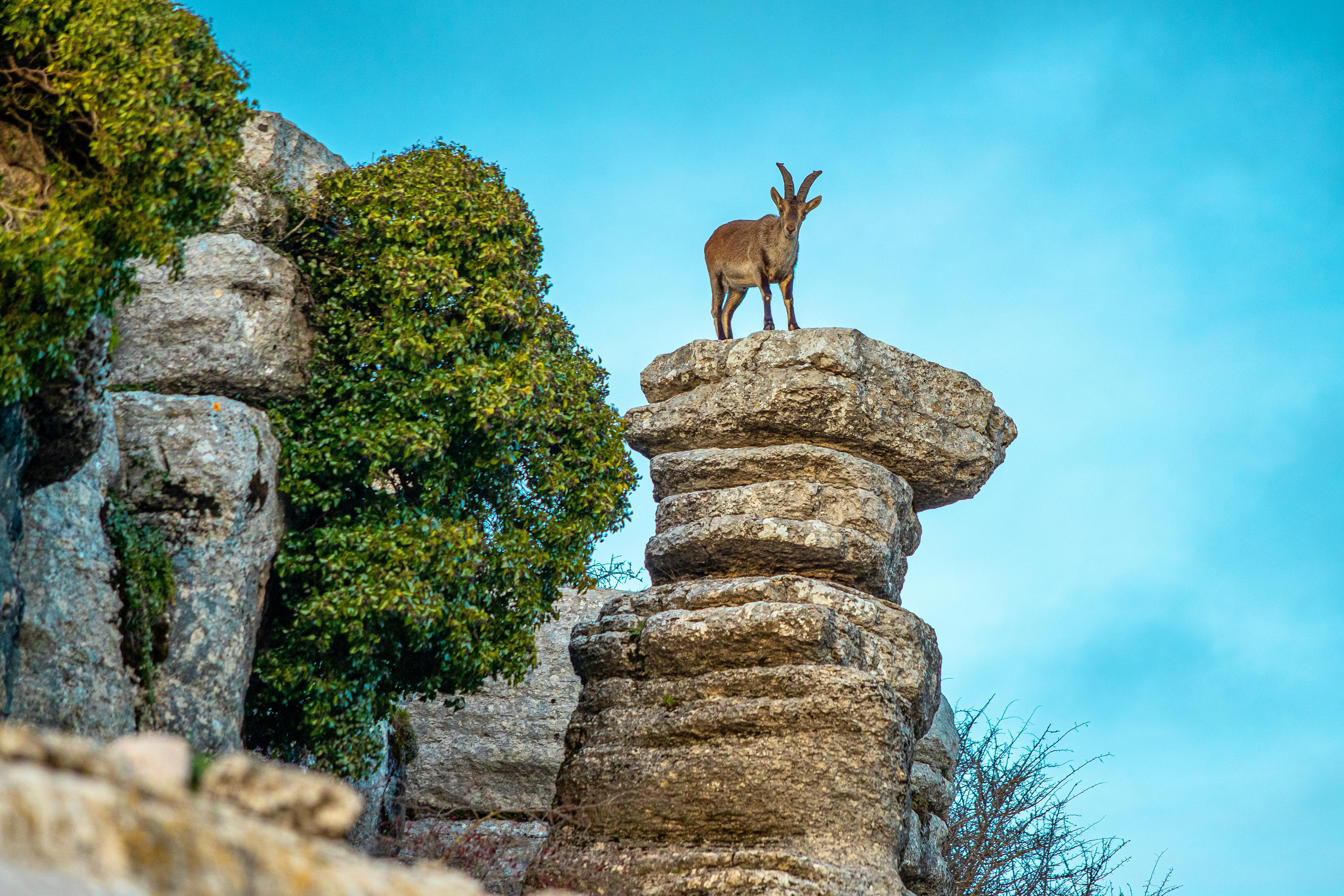 mountain goat in El Torcal De Antequera - &copy;Aldis Toome - Adobe Stock