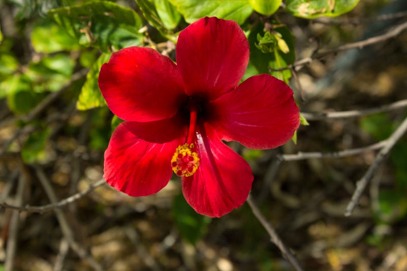 Hibiskusblüte an der Costa del Sol - ©Eberhardt TRAVEL - Max Löffler