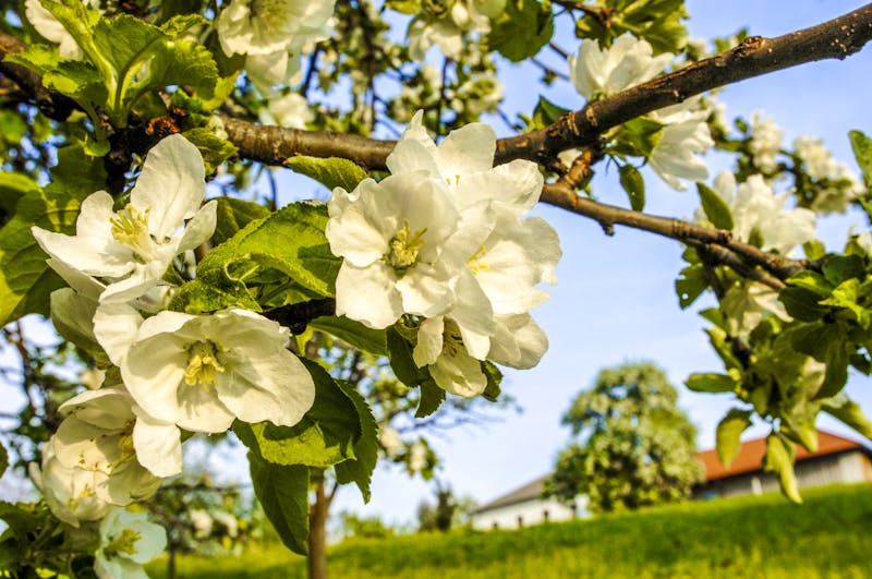 Mostviertel - Frühling - ©visualpower - stock.adobe.com