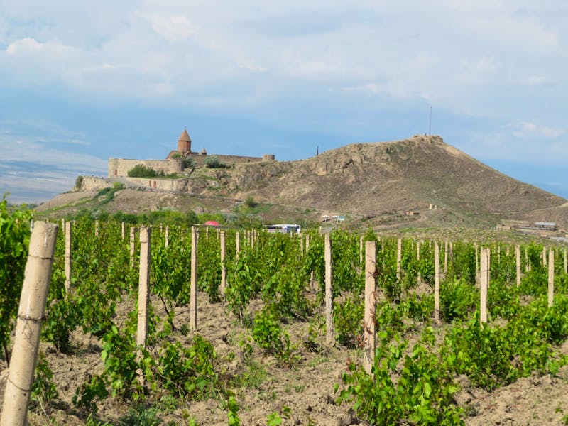 Weinanbau am Kloster Chor Virap - ©Eberhardt TRAVEL - Jürgen Schmeißer