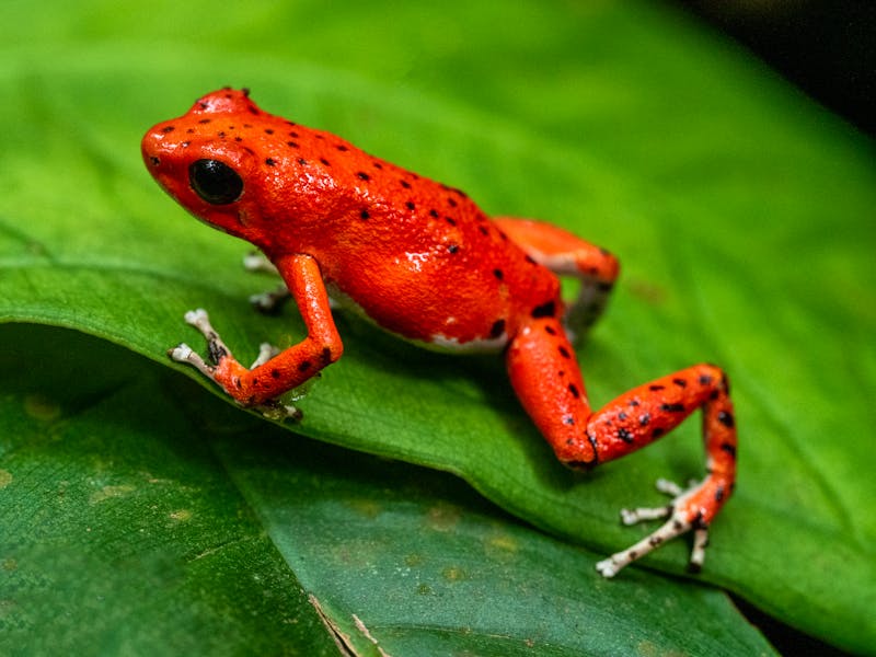 Erdbeer-Frosch auf Bastimentos Island - ©Michaela Urban www.michaelaurban.com - Adobe Stock