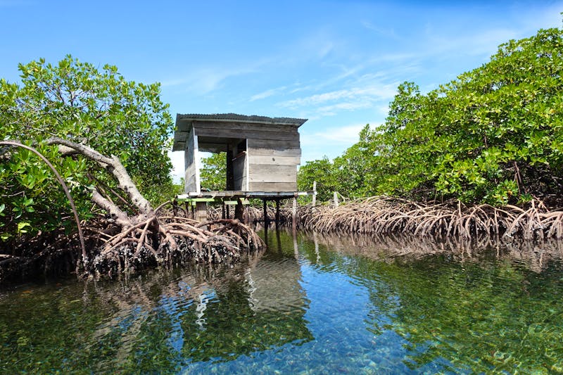 Bootstour durch die Mangroven von Bastimentos Island - ©Marko Reimann - Adobe Stock