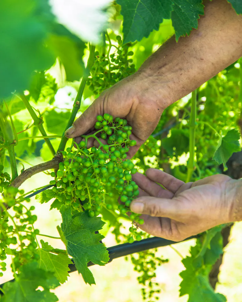 Weingut Le Ginestre Lazise - &copy;© Le Ginestre