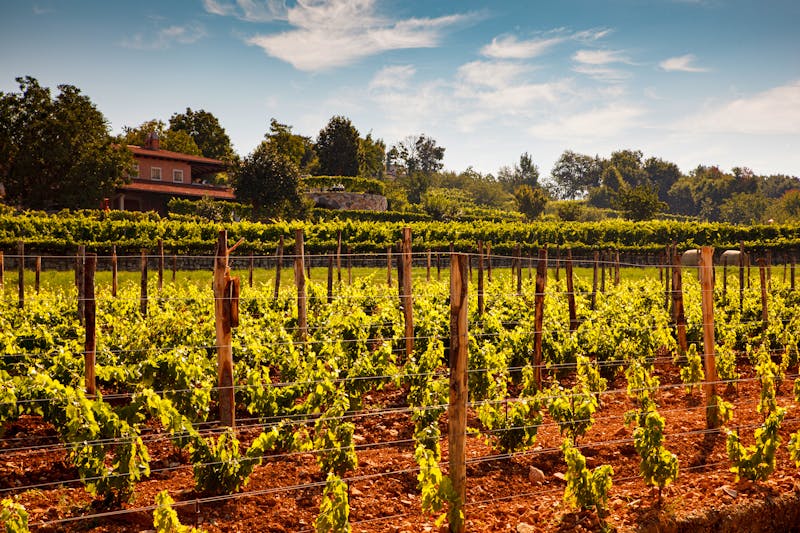 Weinanbau im Karstgebiet bei Triest - ©Giuseppe Anello - Adobe Stock