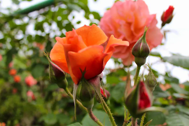 bulgarisches Rosental - &copy;Madlena Voigt
