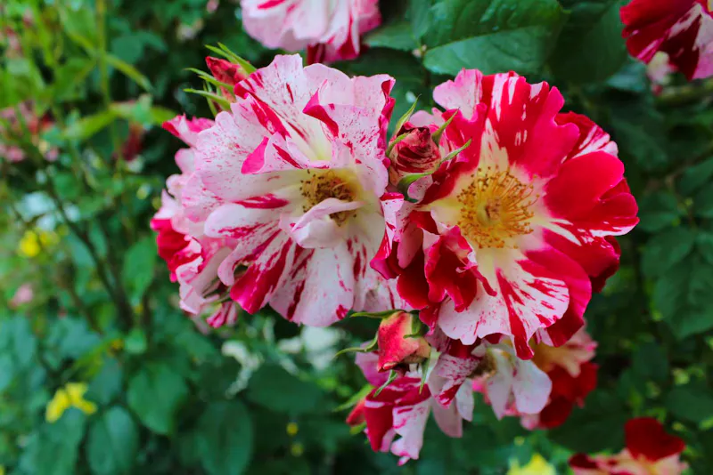 bulgarisches Rosental - &copy;Madlena Voigt