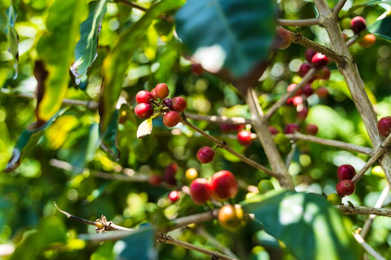 Kaffeeanbau auf der Azoren-Insel Sao Jorge - &copy;Tobias Weber - Adobe Stock