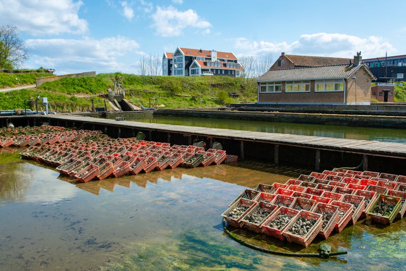 Yerseke - Austernfarm - ©©barmalini - stock.adobe.com