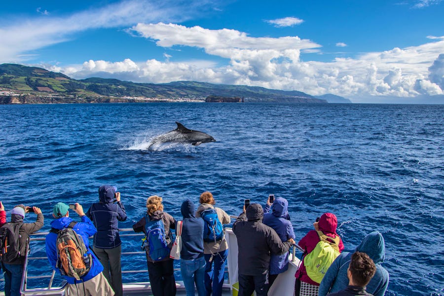 Walewatching zwischen den Azoren-Inseln Pico & Faial - Portugal – © John Watt & Gonzalo Jara - stock.adobe.com