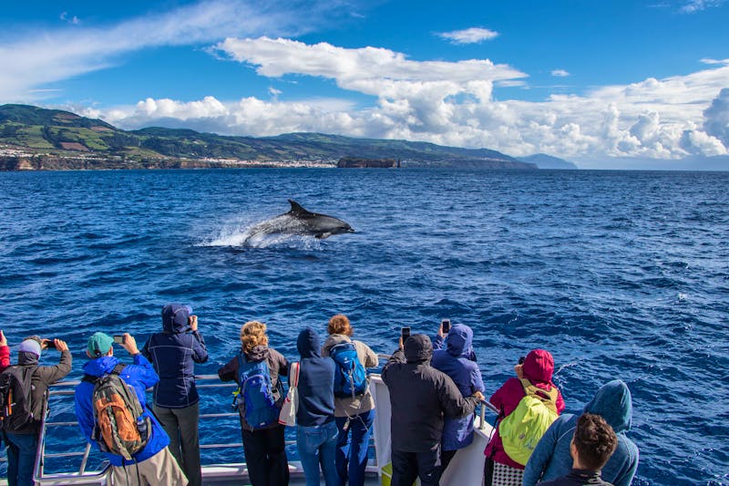 Walewatching zwischen den Azoren-Inseln Pico & Faial - Portugal - ©John Watt & Gonzalo Jara - stock.adobe.com