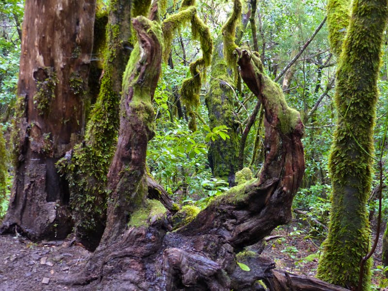 Nebelwald auf La Gomera - ©Margret van Blokland - Eberhardt TRAVEL