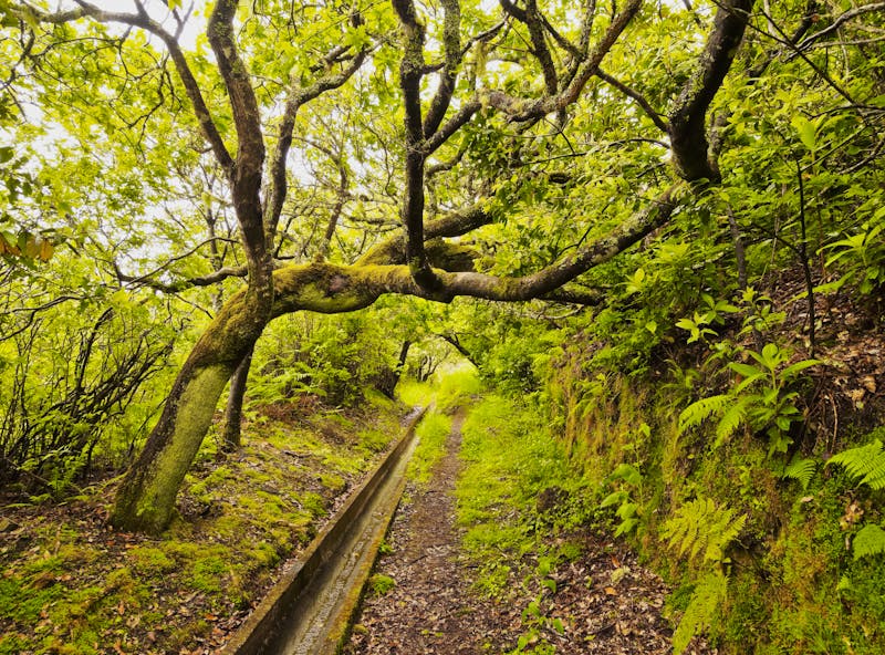 Levada da Serra do Faial auf Madeira - ©©Karol Kozlowski - stock.adobe.com